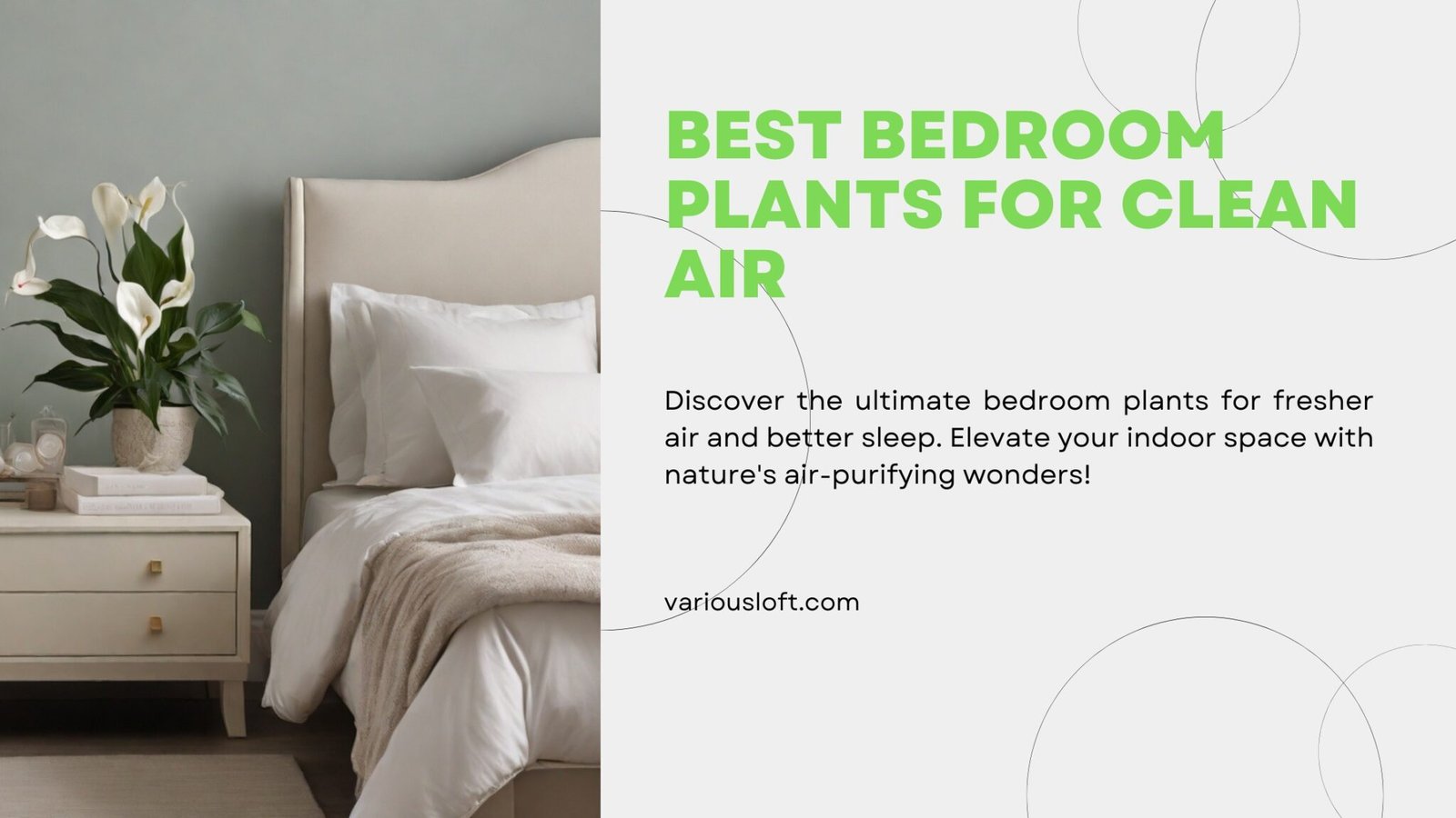 Best Bedroom Plants for Clean Air - Various Loft