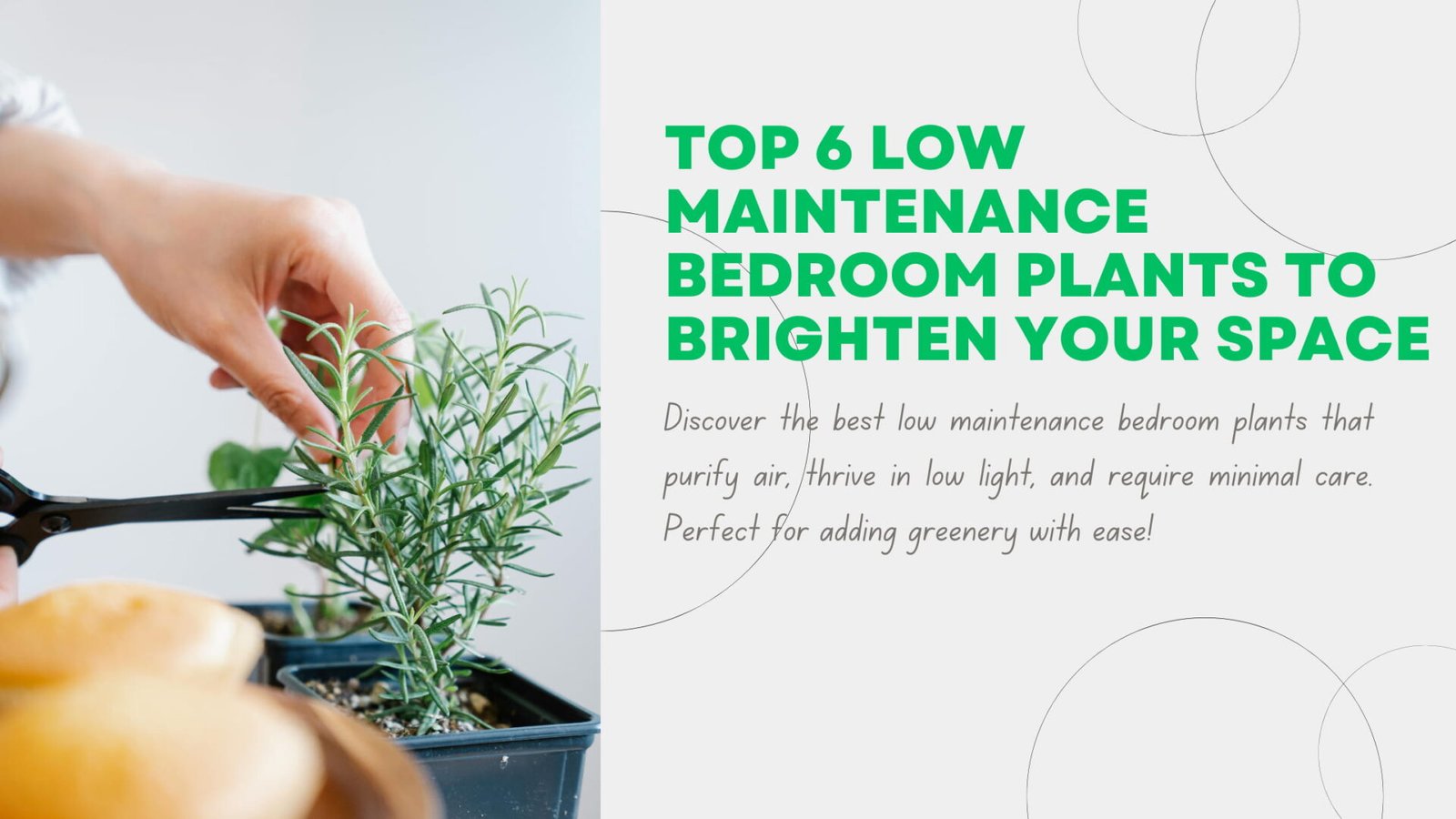 Image result for Top 6 Low Maintenance Bedroom Plants to Brighten Your Space - Various Loft