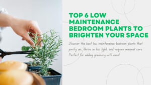 Low Maintenance Bedroom Plants